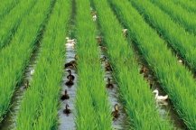 土壤墑情速測儀解決土壤墑情檢測難問題